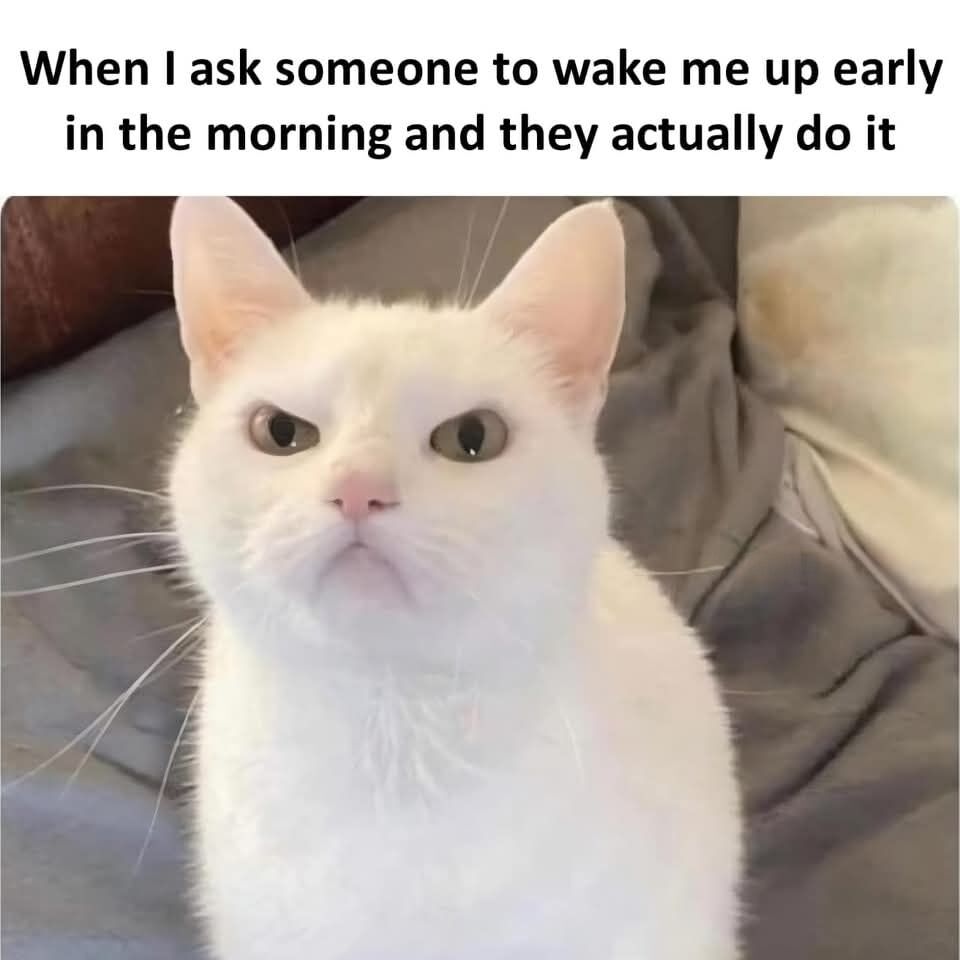 WholesomeMeme's tweet photo. https://t.co/TYBnlqrmVy