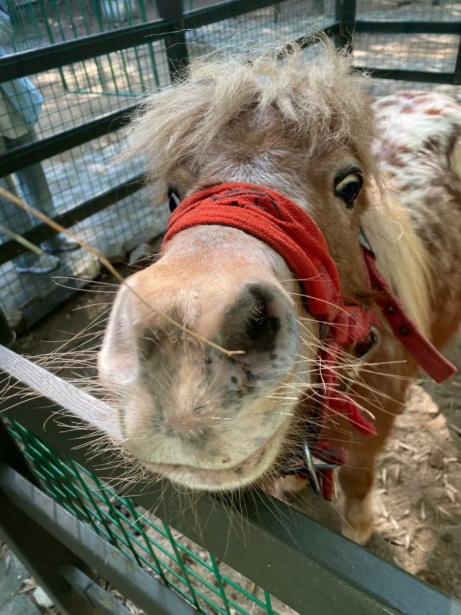 obogi15's tweet photo. Went to see the rare Nanggu horse at the zoo today, so cute!， https://t.co/w9S69zY4dn
