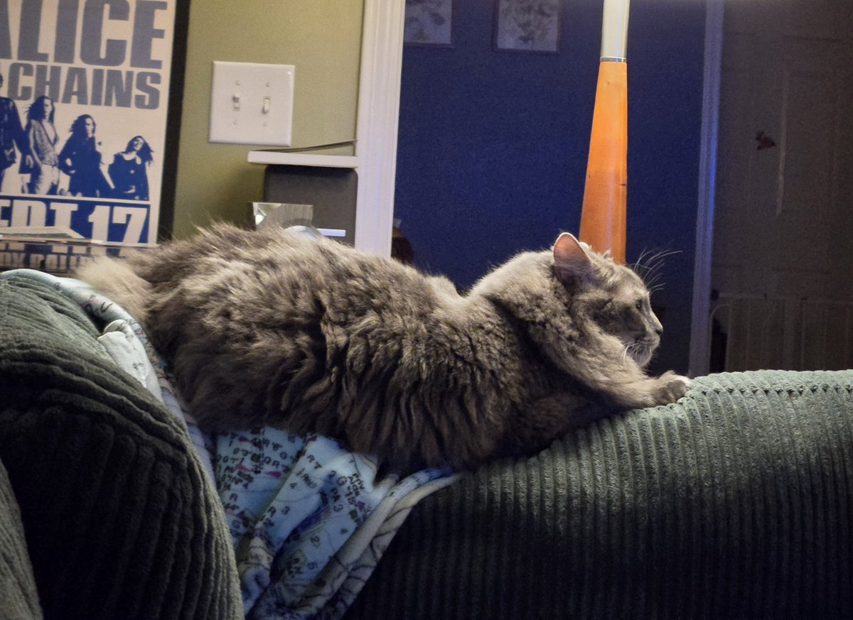britt_bier's tweet photo. The usual situation at OPie's house tonight...
#OPLiveKitty #OPLive #OPNation #OPLiveNation #REELZonPeacock https://t.co/b1mtDf22Ll