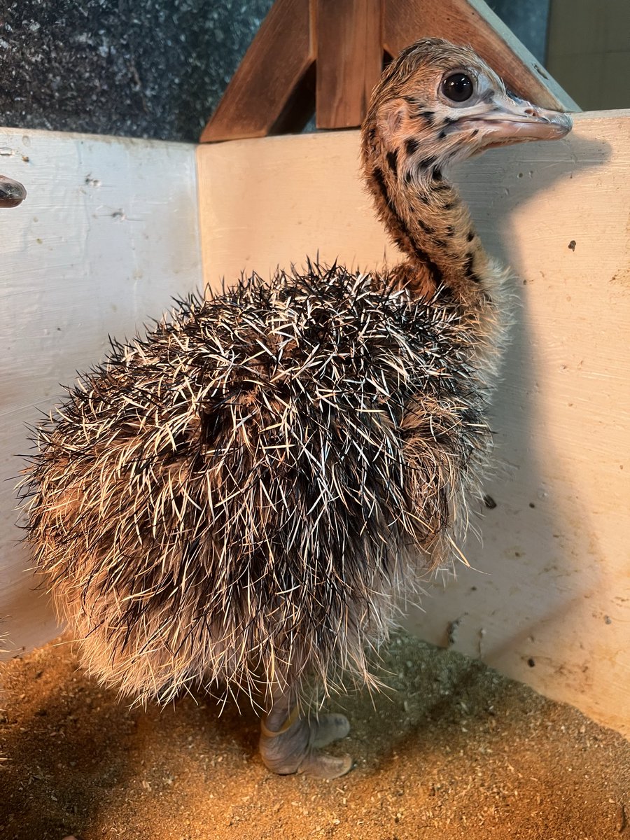 Dacho_Oukoku's tweet photo. 今シーズン、可愛いたわし‥‥じゃなくてダチョウのヒナに会えるのは今日が『最•終•日』🐣

ダチョウ王国にいっそげーーーー💨

#ダチョウ王国 https://t.co/0Q1MImqBsD