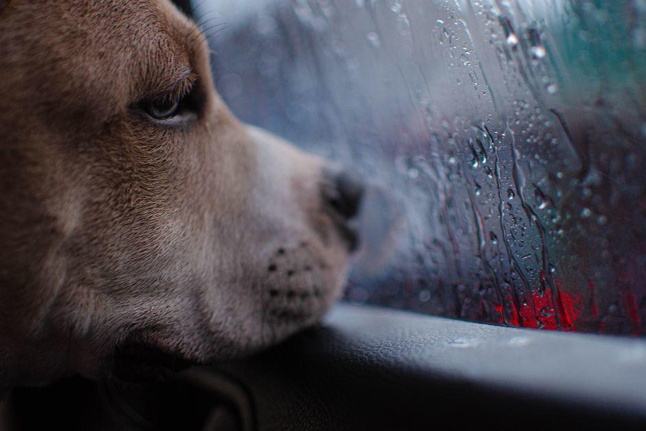 Así puedes proteger a tu mascota durante las lluvias
