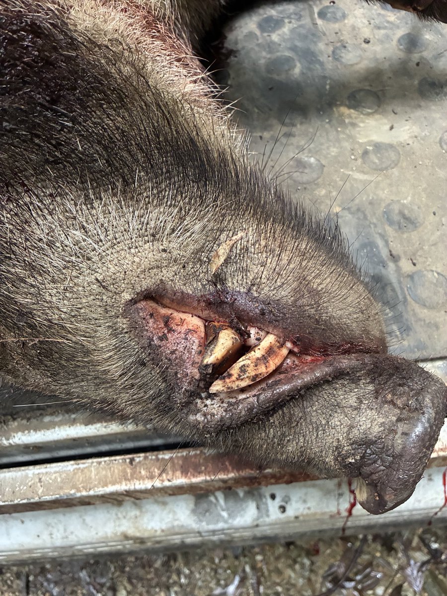 inuta_hunt's tweet photo. だからさ、猪獲れすぎなんよ。
小さいのと大きいの二頭獲って本日は終了。
腰が若干痛い気がする。 https://t.co/oD3XOE5XpR