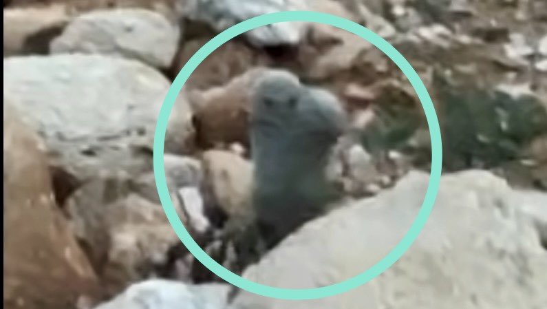 Shana__X__'s tweet photo. Hey Tucsonans, is this a new cactus growing? I’m asking because it’s about in the same place where the painted rock was seen and then disappeared in Marks the Sharks YouTube footage. 

1. Rock pic from @marktheshark943 
2. ? subject pic from Exploring with Jim @YouTube https://t.co/t0GxVZ6UnH