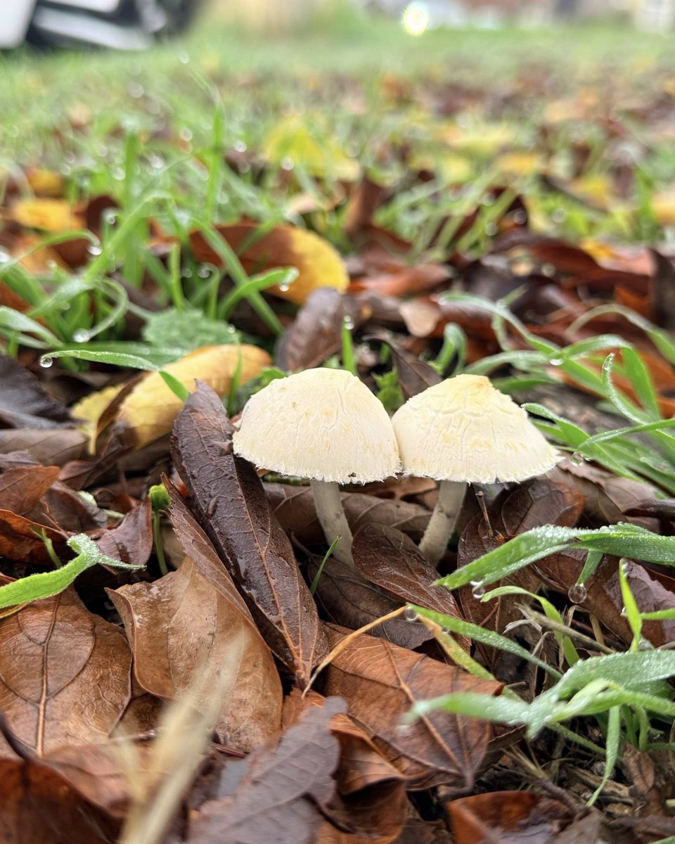 JeneKappelyv's tweet photo. Cold, foggy, damp mornings bring these mushrooms out. Don’t eat them—I don’t think they’re edible. https://t.co/8BuVYNgiIa