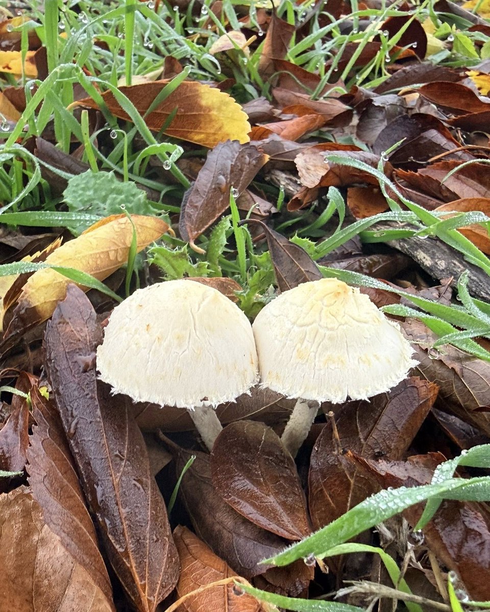 JeneKappelyv's tweet photo. Cold, foggy, damp mornings bring these mushrooms out. Don’t eat them—I don’t think they’re edible. https://t.co/8BuVYNgiIa