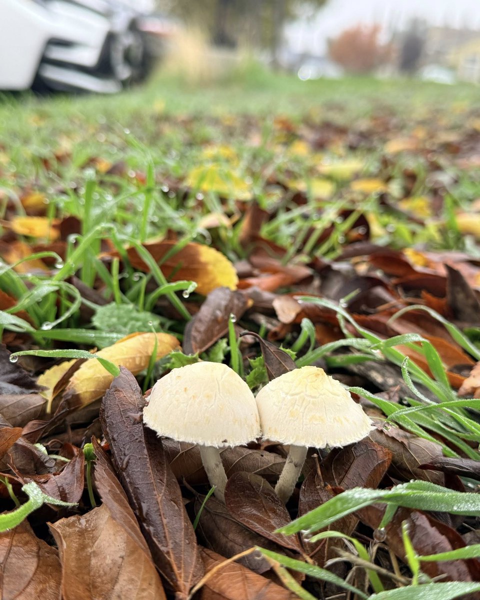 JeneKappelyv's tweet photo. Cold, foggy, damp mornings bring these mushrooms out. Don’t eat them—I don’t think they’re edible. https://t.co/8BuVYNgiIa