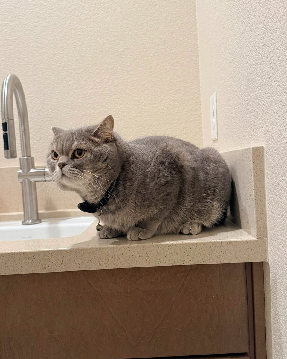 JeneKappelyv's tweet photo. Two cats, two completely different personalities: one sits like a boss on the countertop, while the other hides like an undercover spy. https://t.co/xFjNSa3ngw