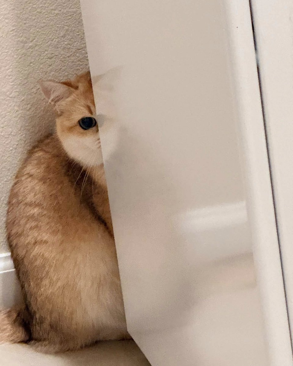 JeneKappelyv's tweet photo. Two cats, two completely different personalities: one sits like a boss on the countertop, while the other hides like an undercover spy. https://t.co/xFjNSa3ngw