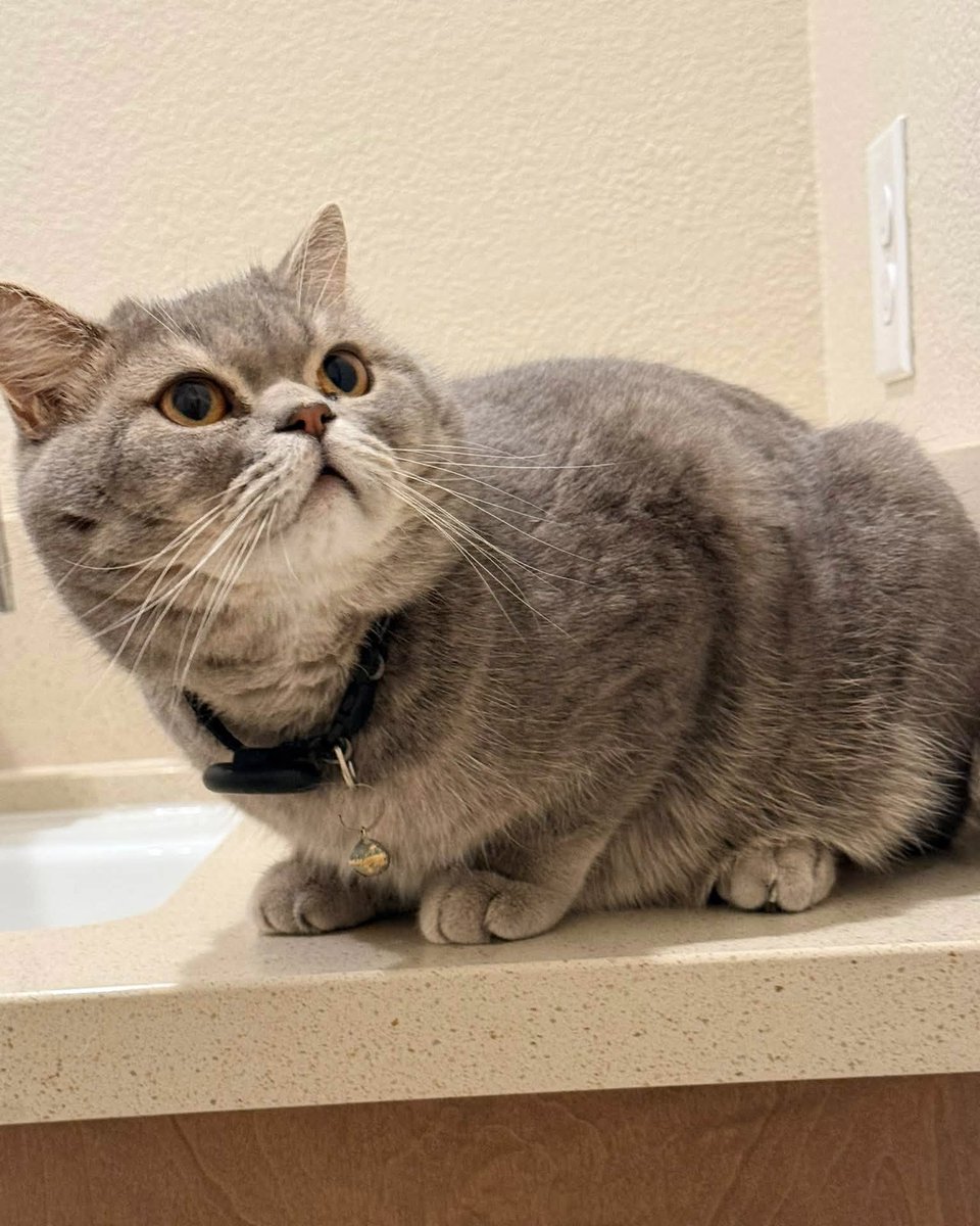 JeneKappelyv's tweet photo. Two cats, two completely different personalities: one sits like a boss on the countertop, while the other hides like an undercover spy. https://t.co/xFjNSa3ngw