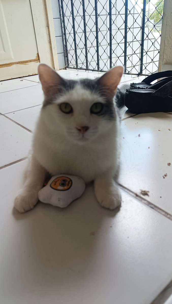 santos_tilly's tweet photo. @chicorinha_ Pode chá com ovo?

Ass.: gatinho Churu https://t.co/zWfF2iGPlv