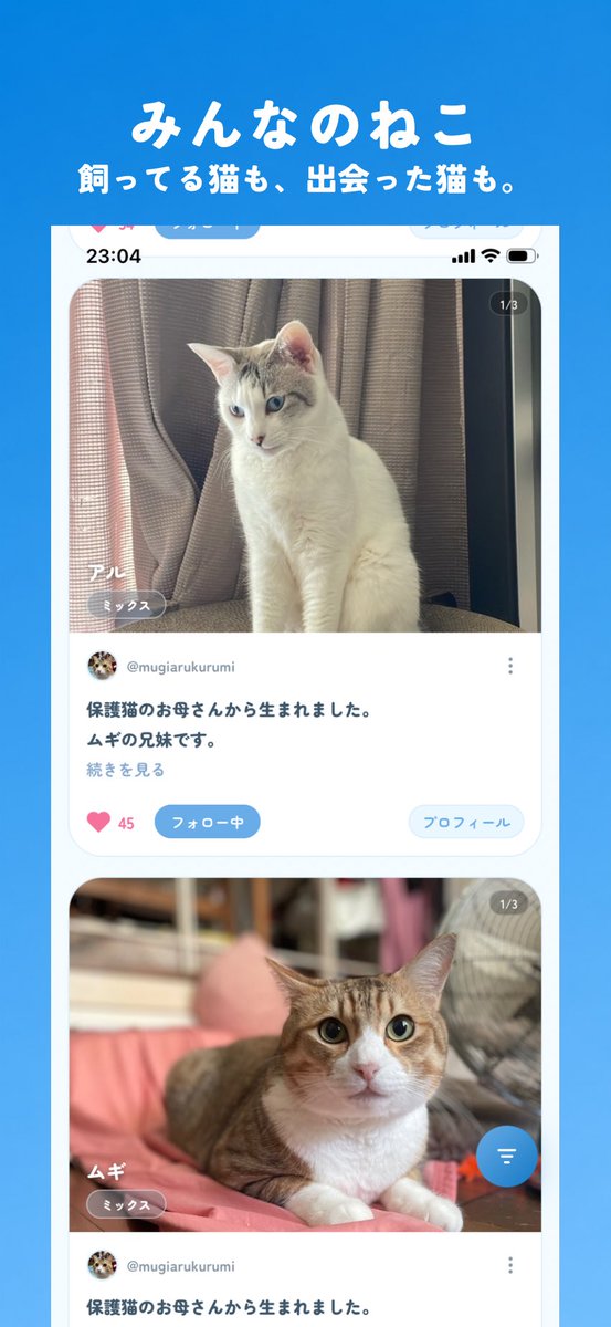 CatShare_jp's tweet photo. 猫好きのための
猫が主役の
猫だけのSNS。 https://t.co/PcyLVMQwVm