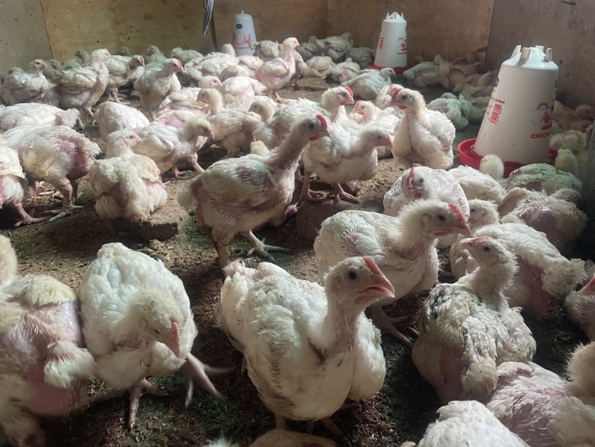 standard_capita's tweet photo. @mkainerugaba General, My chicken are ready, please support https://t.co/lnHvcXYPXn