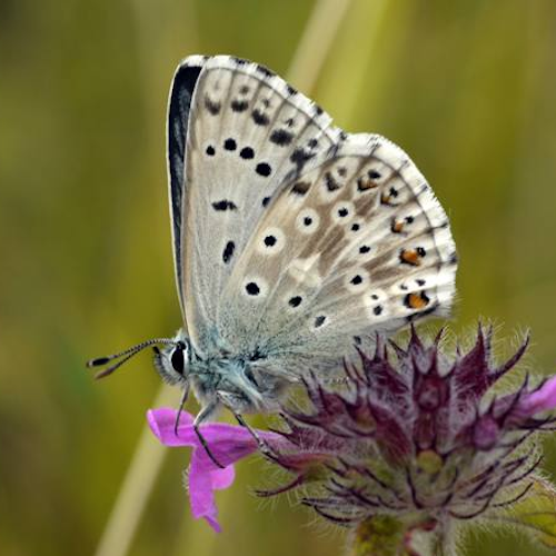 Rare Blue Butterflies Gain Protected Habitat in England

A 334-hectare landscape in Dorset has become England’s newest National Nature Reserve. The site protect