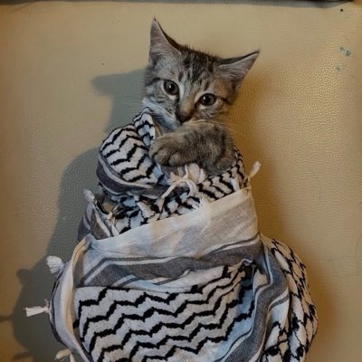 arabingg's tweet photo. #NewProfilePic https://t.co/7t4nQfqdno