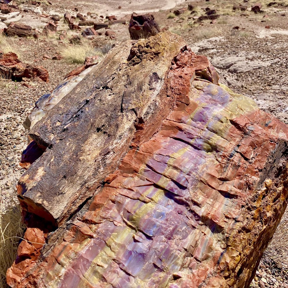 Inside Arizona’s 225-Million-Year-Old Petrified Forest

Arizona’s Petrified Forest contains colorful fossil wood from the Late Triassic, when giant river system