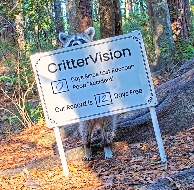 atcrittervision's tweet photo. A well-caught moment of a raccoon shamelessly standing behind the raccoon poop sign.... π¦π
#CritterVision #Raccoon #RaccoonPoopAccident https://t.co/DxLYYg5bgW