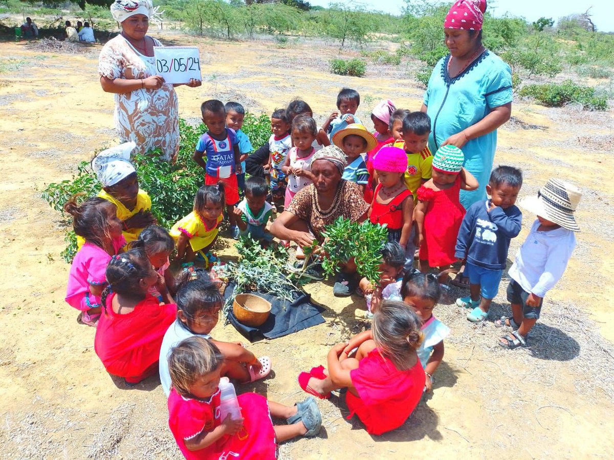 AstridCaceresC's tweet photo. La noticia es que hoy las cifras del DANE confirman que se logró la reducción de la tasa de desnutrición en 2025 mas baja de la última década. Colombia hoy cumple el compromiso de los Objetivos de Desarrollo Sostenible y lo supera al tener menos de 5 defunciones por cada 100 mil niños y niñas menores de cinco años, es decir superó y cumple de manera anticipada la meta CONPES y nacional de los ODS.  Es decir el camino recorrido por la vida es el correcto. 
Gratitud: 
✅️Con el campesinado que entregó alimentos del campo a la mesa y hoy pelean para conseguir continuar. 
✅️Con las comunidades Wayuu a través de sus asociaciones de autoridades tradicionales que se pusieron en la tarea de lograr cuidado y desarrollo y reportar a tiempo. Sobre ellas siempre cae la discriminación y la desconfianza. No todos son iguales y el compromiso de la gran mayoría de la comunidad wayuu ancestral con sus niños y niñas existe.
✅️Los hospitales públicos del país que ayudaron a recortar los tiempos de respuesta ante los hallazgos y asumieron los programas de recuperación nutricional casa a casa que antes hacía tercerizado el icbf con actores privados. Hoy varios de esos programas no les han dado continuidad y puede ser grave.
 ✅️Los equipos básicos de salud del Ministerio de Salud y las unidades móviles que se movieron en conjunto por el pais. 
✅️A quienes acompañaron el diseño y ejecución de modelos que entendieran que el desarrollo infantil depende y se hace de la mano con las comunidades.
 ✅️ a "Familias, Comunidades y Pueblos" del programa: Tejiendo Interculturalidad, que hicieron suya la soberanía alimentaria. Y que esperamos no se reduzca el presupuesto para que puedan desarrollar de nuevo su acción.
✅️ A todos y cada uno de los servidores públicos y sus equipos nutricionales que entienden que la soberanía alimentaria es la base de una seguridad alimentaria y defienden la alianza entre ambas.
✅️ a la alianza de #HambreCero con todos los que nos articulamos en el gobierno,  incluido @WFP_Colombia .
Las políticas de la vida se miden en resultados vitales, se destaca en Vichada y La guajira. 
Recomiendo seguir en Datos a @Purdinola con #RuedaElDato.
