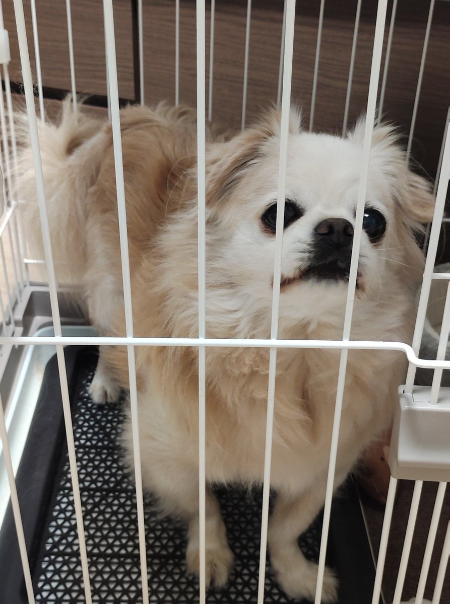 hirokitsune_sf's tweet photo. いざ五反田へ。
写真は家に取り残される犬です🐶 https://t.co/iwSmuW30Aj