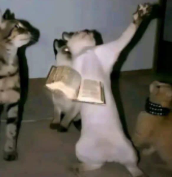 Keedd_X's tweet photo. Congregation of three cats and one sermon. 
Conviction doesn’t need a big room.
g Mew-ssiah https://t.co/P9uznFWoEW
