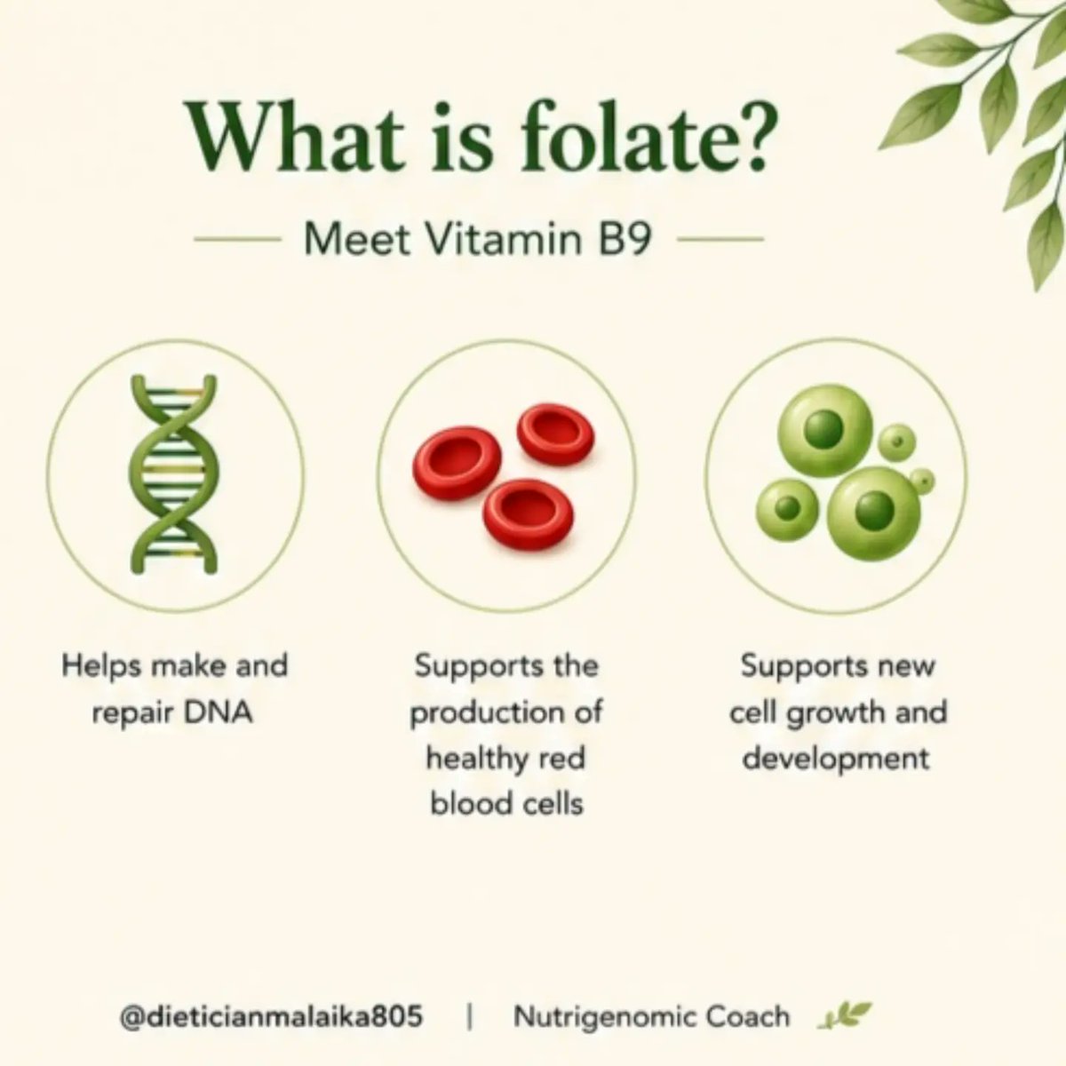 rileysmith464ye's tweet photo. Folate does more than you think! Vitamin B9 helps your body make and repair DNA, produce healthy red blood cells, and support new cell growth. It’s especially important before and during early pregnancy, as folic acid may reduce the risk of neural https://t.co/ef0snhTUIn