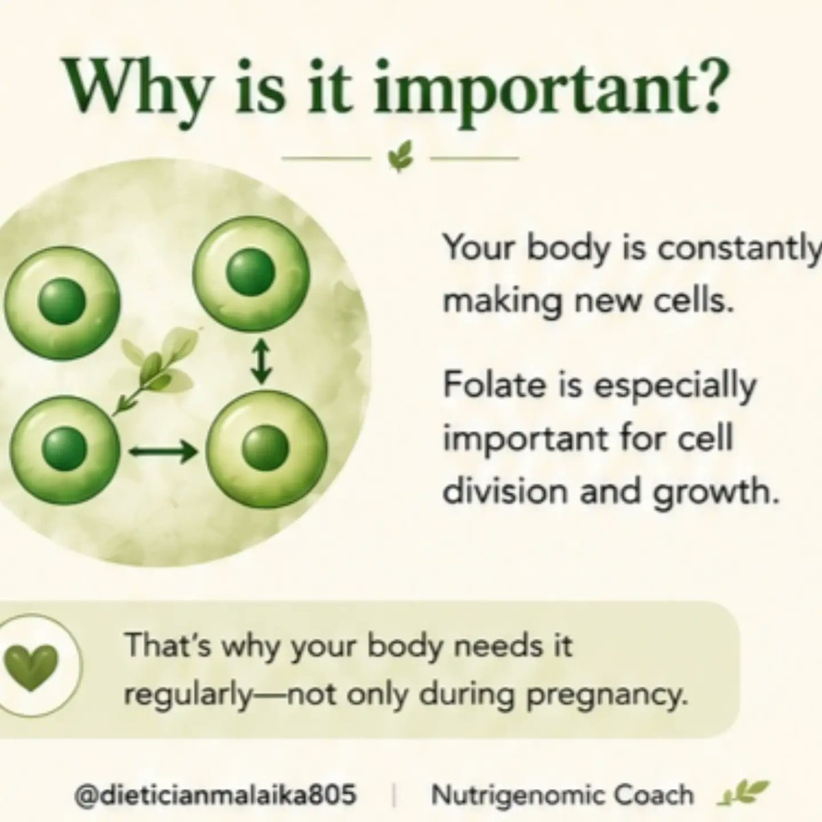 rileysmith464ye's tweet photo. Folate does more than you think! Vitamin B9 helps your body make and repair DNA, produce healthy red blood cells, and support new cell growth. It’s especially important before and during early pregnancy, as folic acid may reduce the risk of neural https://t.co/ef0snhTUIn