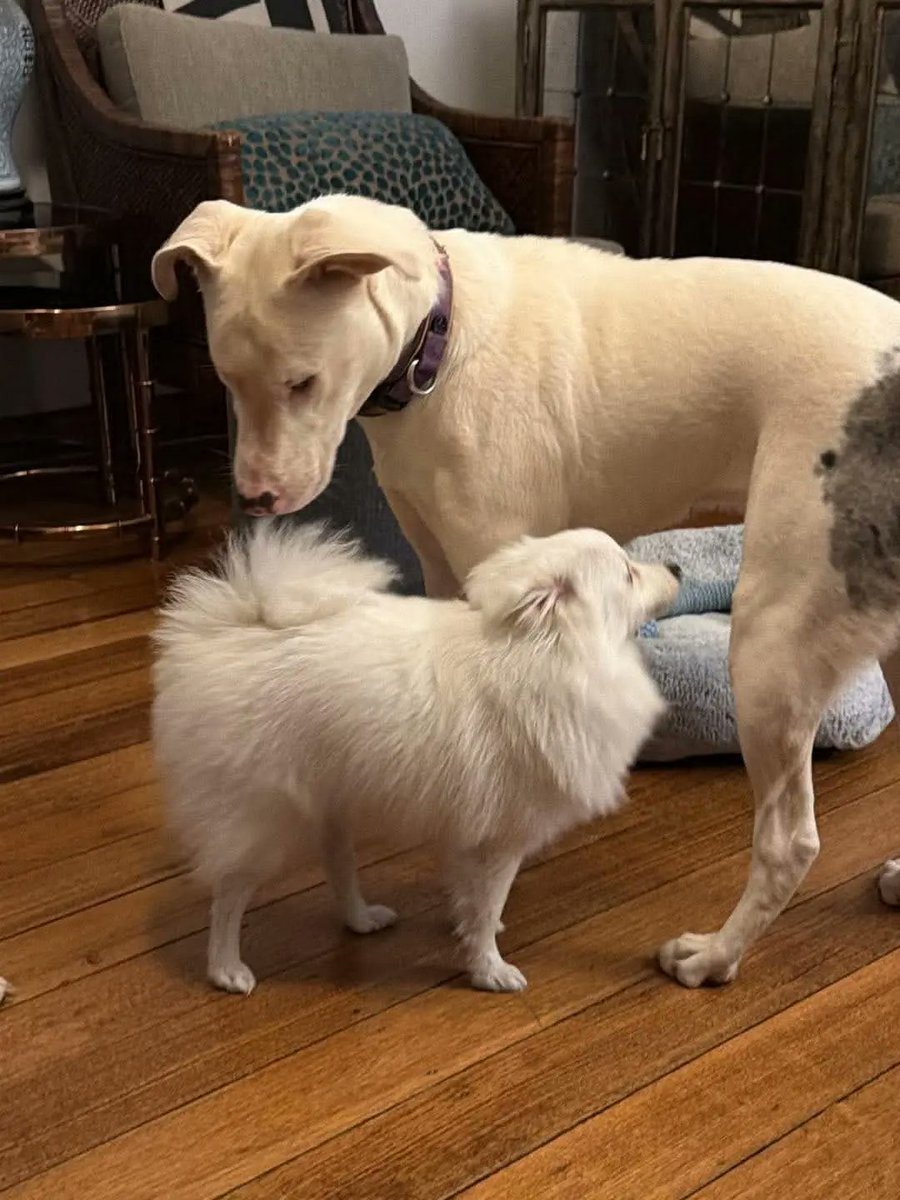 GTATrucksQualif's tweet photo. Urgent foster needed for Nissy. She thrives with small dogs, dog-savvy cats, and older children. House-trained, non-destructive, and full of joy. Give her the stability, kindness, and chance she deserves. https://t.co/Gm6qz8jEQt