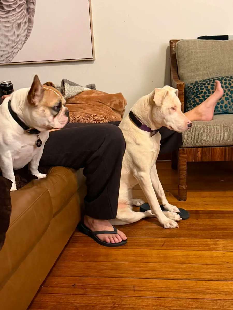 GTATrucksQualif's tweet photo. Urgent foster needed for Nissy. She thrives with small dogs, dog-savvy cats, and older children. House-trained, non-destructive, and full of joy. Give her the stability, kindness, and chance she deserves. https://t.co/Gm6qz8jEQt