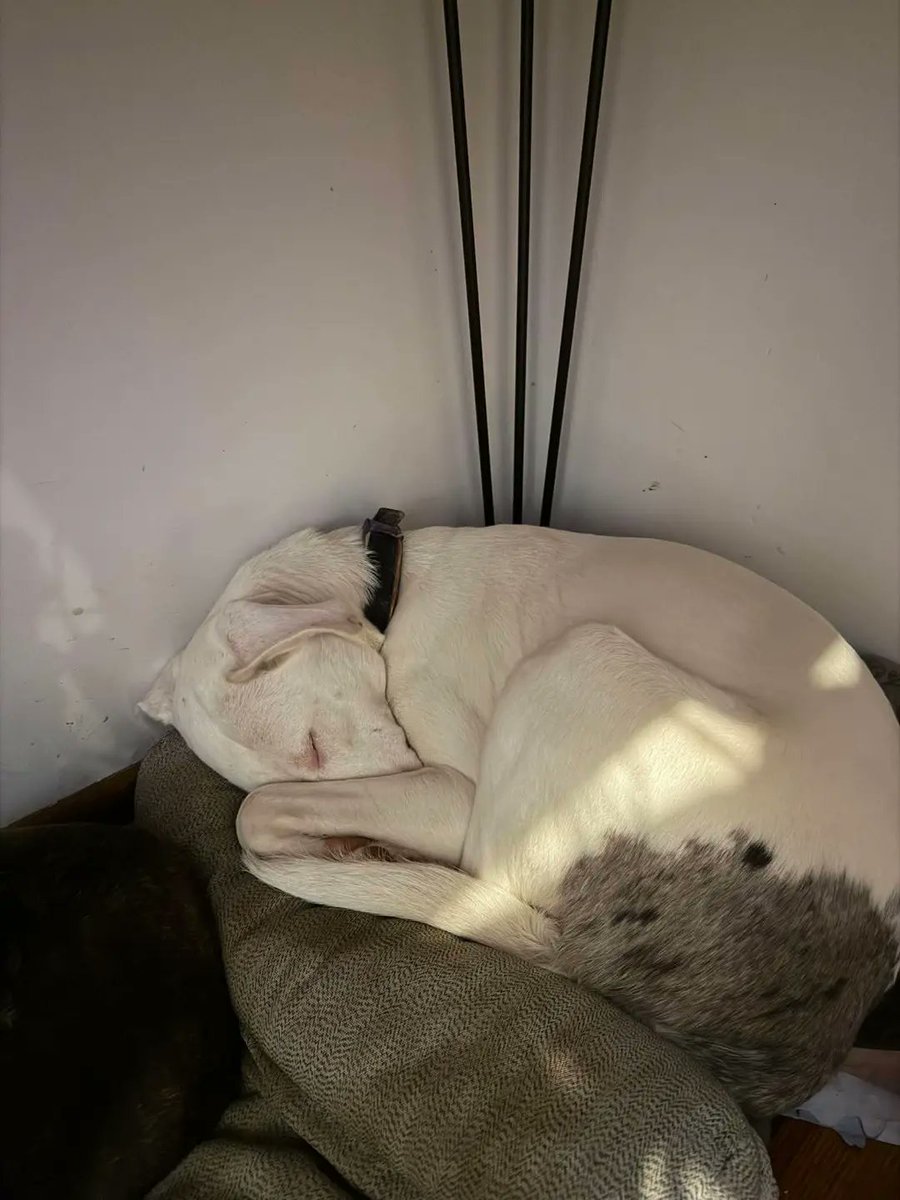 GTATrucksQualif's tweet photo. Urgent foster needed for Nissy. She thrives with small dogs, dog-savvy cats, and older children. House-trained, non-destructive, and full of joy. Give her the stability, kindness, and chance she deserves. https://t.co/Gm6qz8jEQt