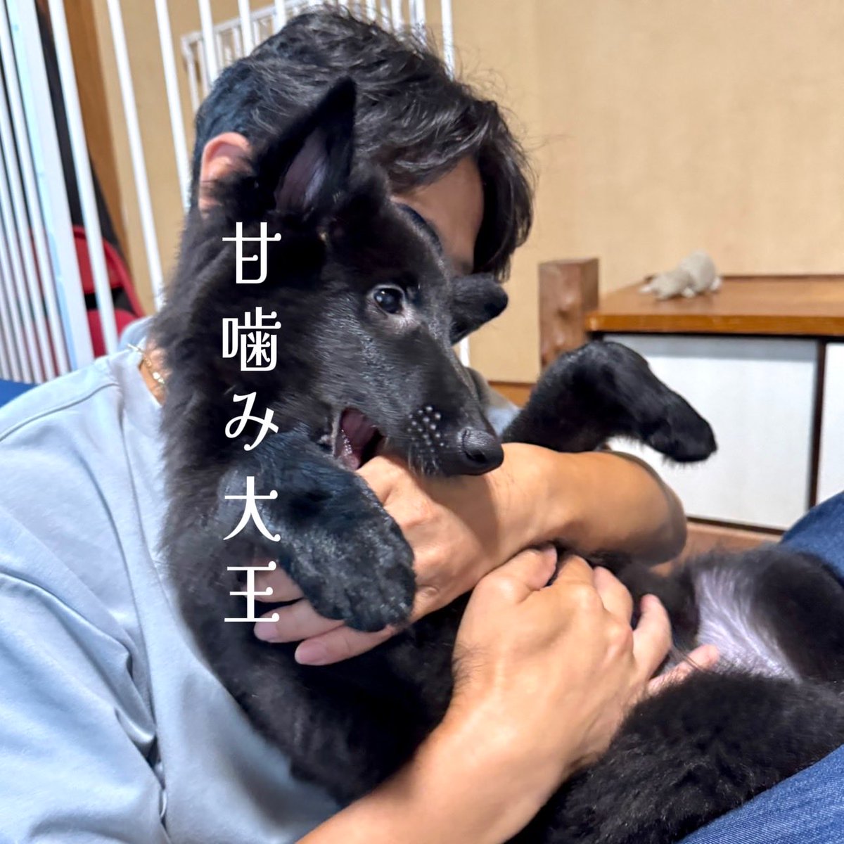 Fernetotrock's tweet photo. 涼しい朝が続いているので お腹温まる鶏白湯  ★鶏白湯ラーメン ★レッドシャインマスカット 太麺めっちゃ合う‼️この素ラーメンなら1000円以上出せる😆鶏白湯と太麺の取り合わせを奥さんが気に入っていた  我が家に馴染んで甘噛みが容赦ないアーテル君 #おうちごはん  #鶏白湯  #Groenendael https://t.co/y6fgJ7ARRs