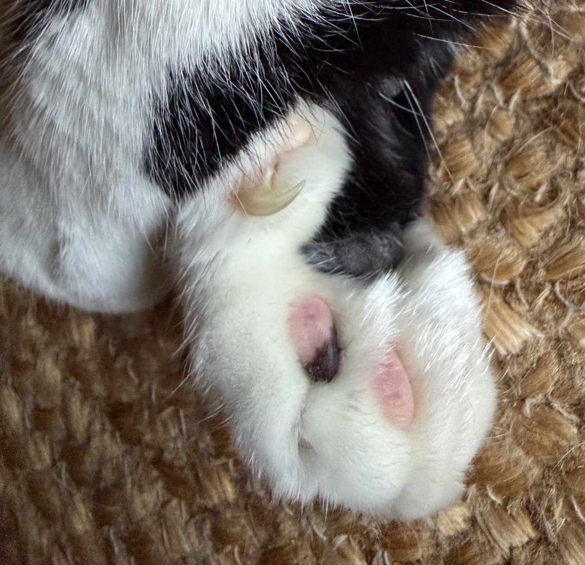 uknoimda1tbh's tweet photo. est ce que vous comprenez l’envie de le manger, c comme une paire d’air force noir ça me donne envie de lâcher un cro #cake #paws https://t.co/1FS5REYVaj