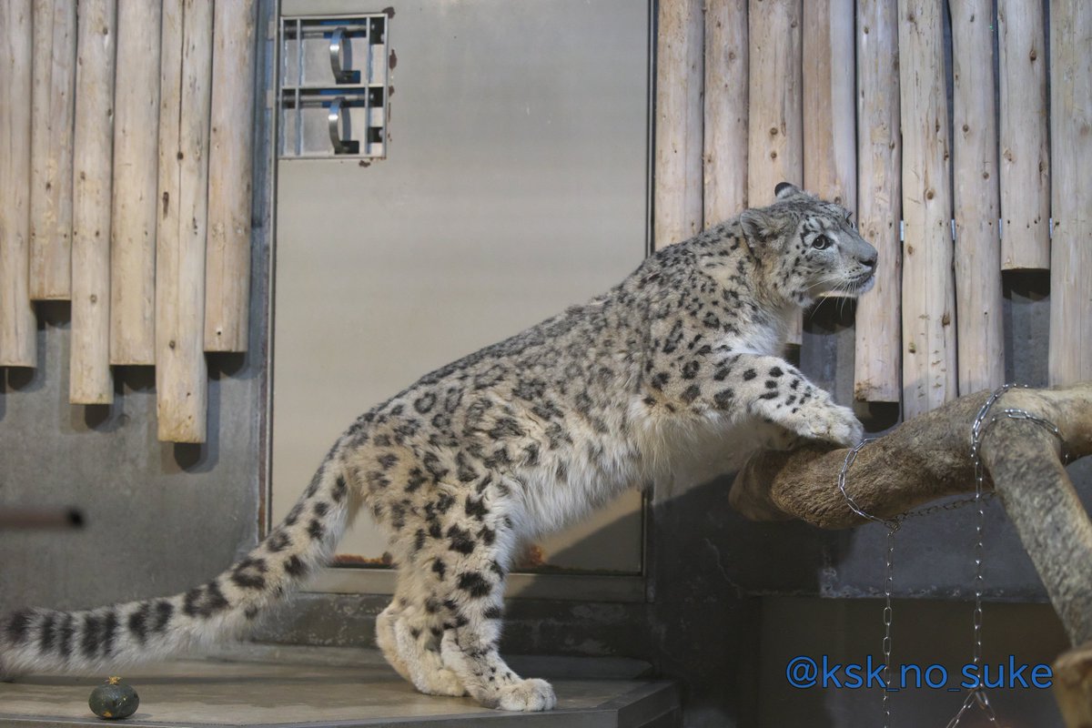 ksk_no_suke's tweet photo. ジーマでおはようございます！
📷️2026.9/17
#いしかわ動物園 #ユキヒョウ
#ジーマ https://t.co/ag3ACEobjN