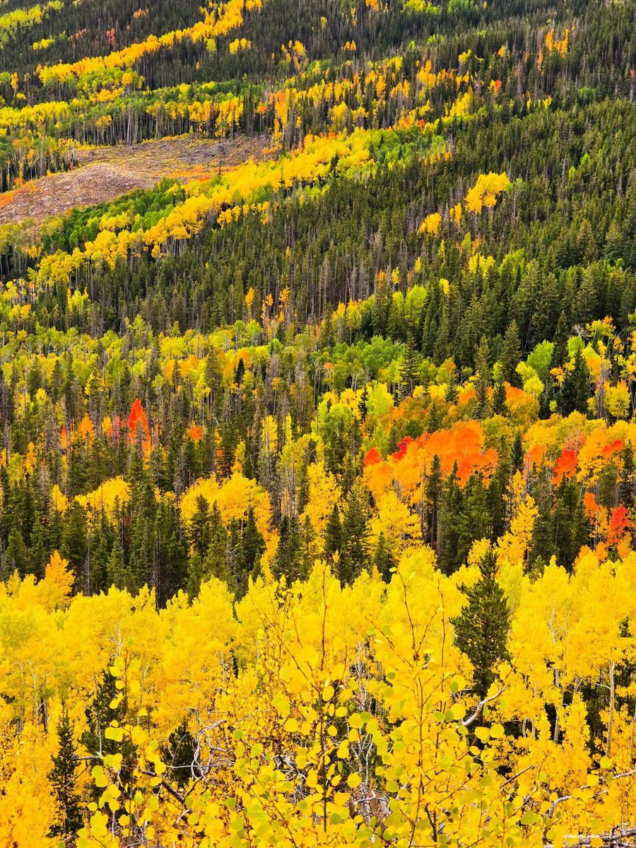 DNatives67667's tweet photo. Colorado dressed in its fall best🍂💐 https://t.co/XU1VsowTvy