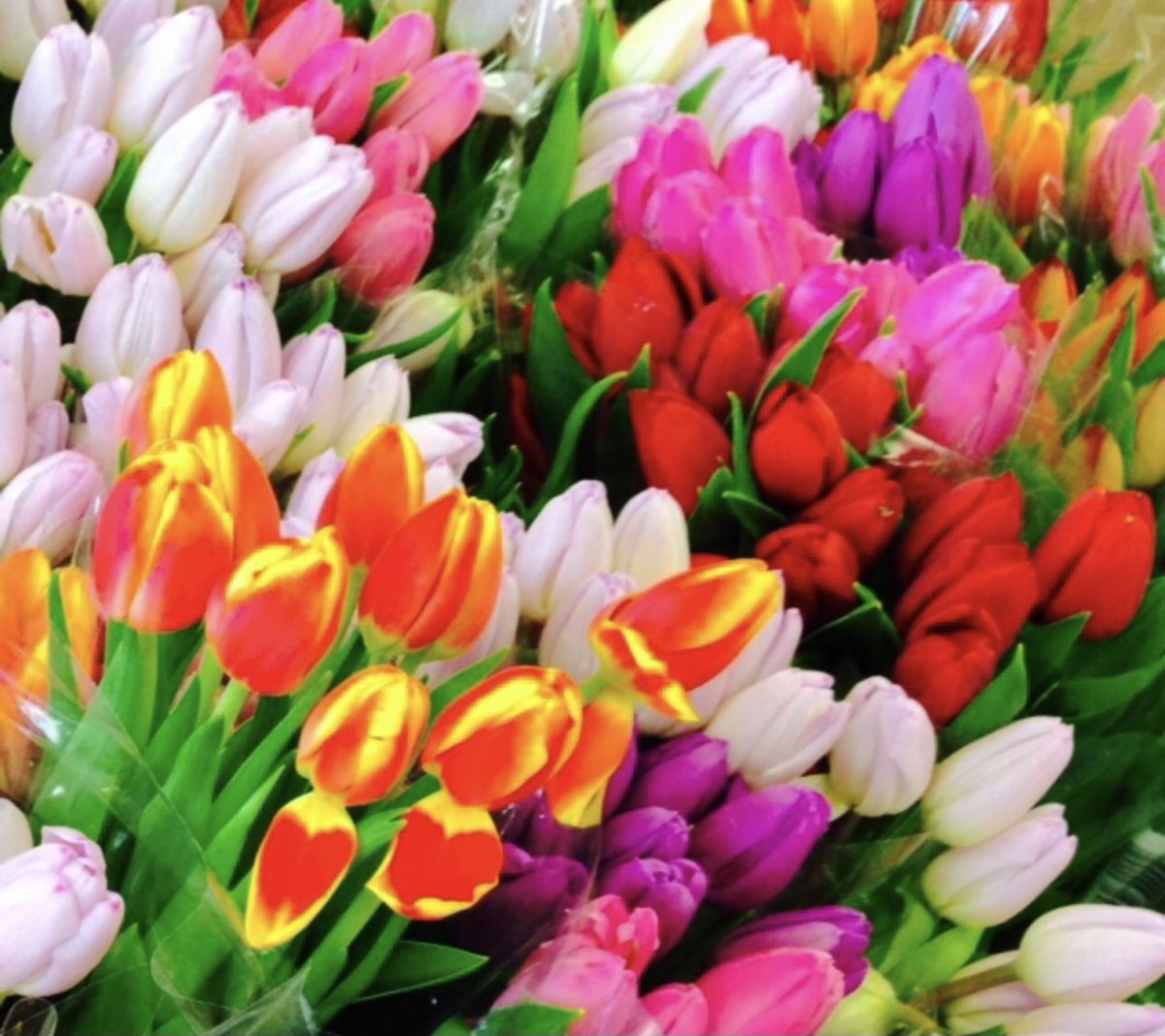 Caitrindreams's tweet photo. @DailyPicTheme2 #UpliftingColours https://t.co/1VwgAburjI