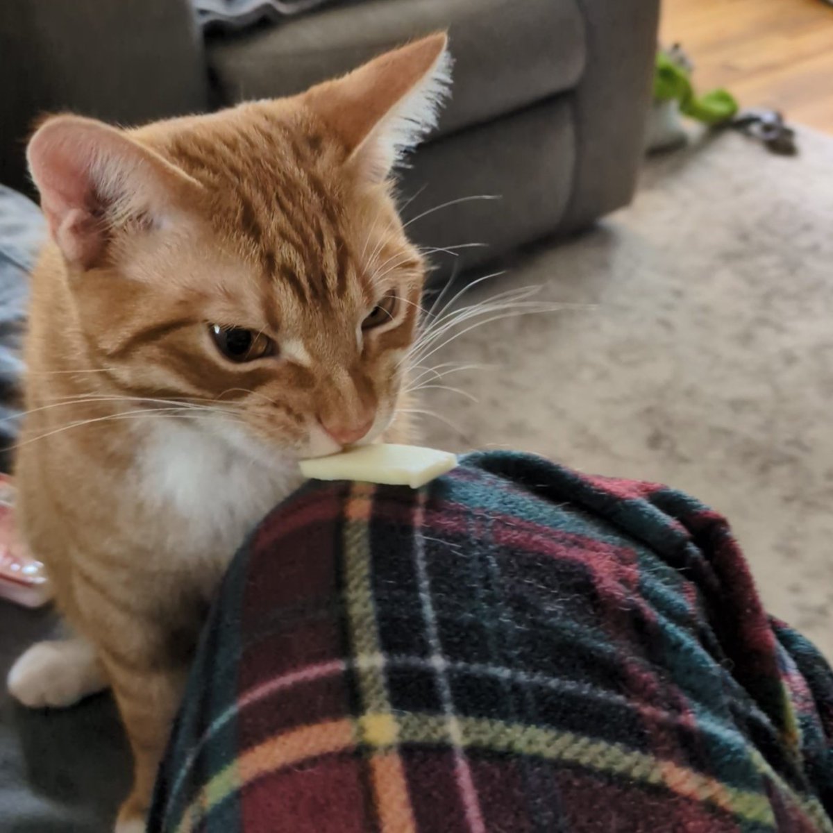 cnthelpbut1der's tweet photo. bitchass cat stole my cheese https://t.co/Ad2ZDjlXqX