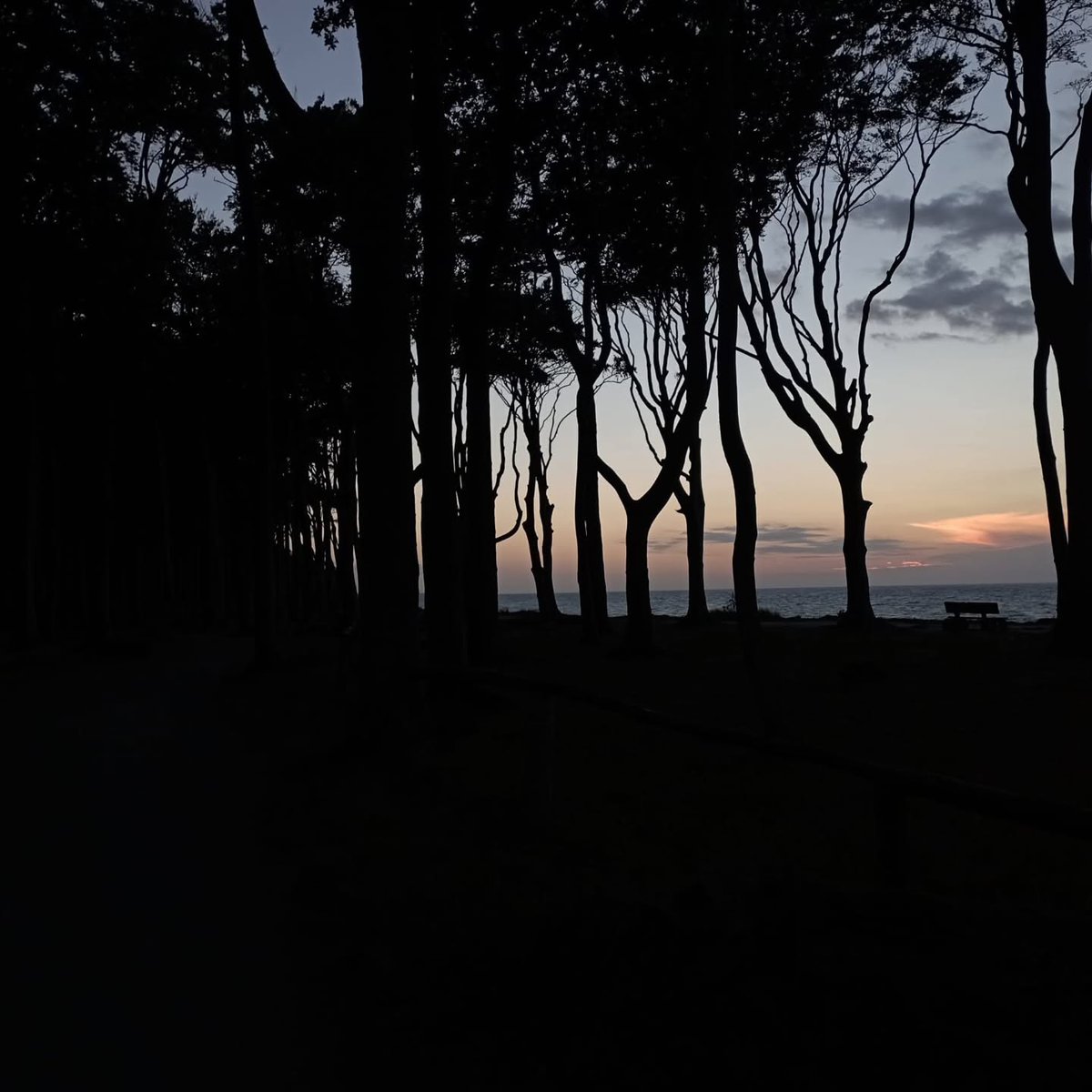 YettaDular's tweet photo. Nienhagen Ghost Forest https://t.co/w02DH0RTOV