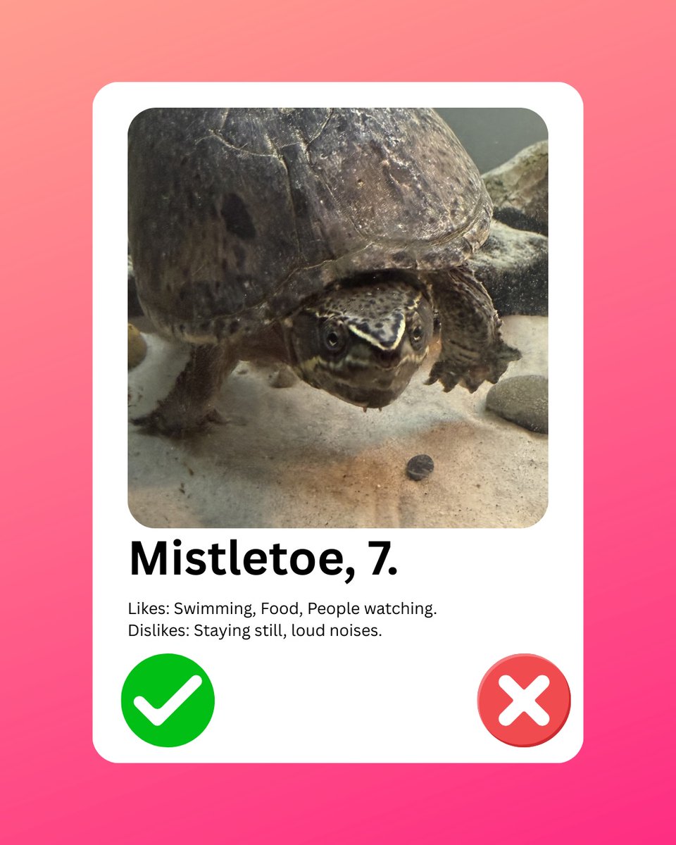 OlinPattie's tweet photo. Happy Valentine’s Day

I thought I’d create dating profiles for the animals for a bit of fun. What would your pet’s profile say? https://t.co/I2QC5VoyhK