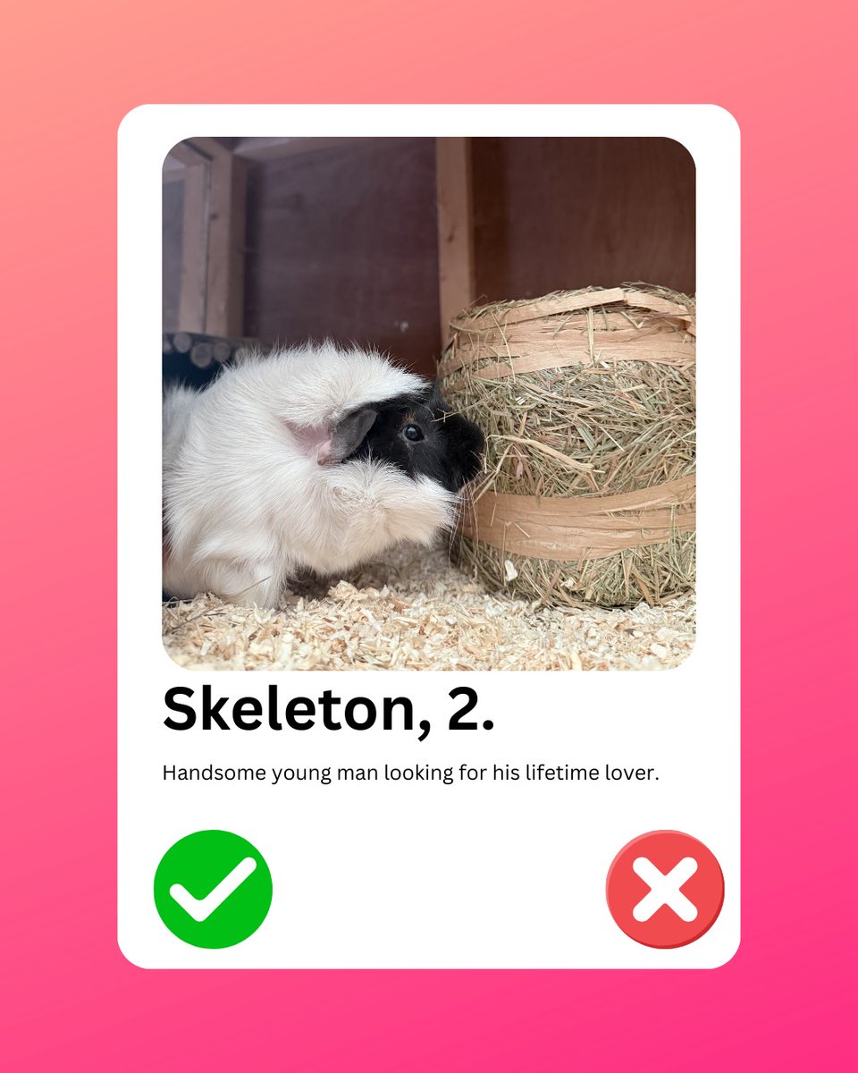 OlinPattie's tweet photo. Happy Valentine’s Day

I thought I’d create dating profiles for the animals for a bit of fun. What would your pet’s profile say? https://t.co/I2QC5VoyhK