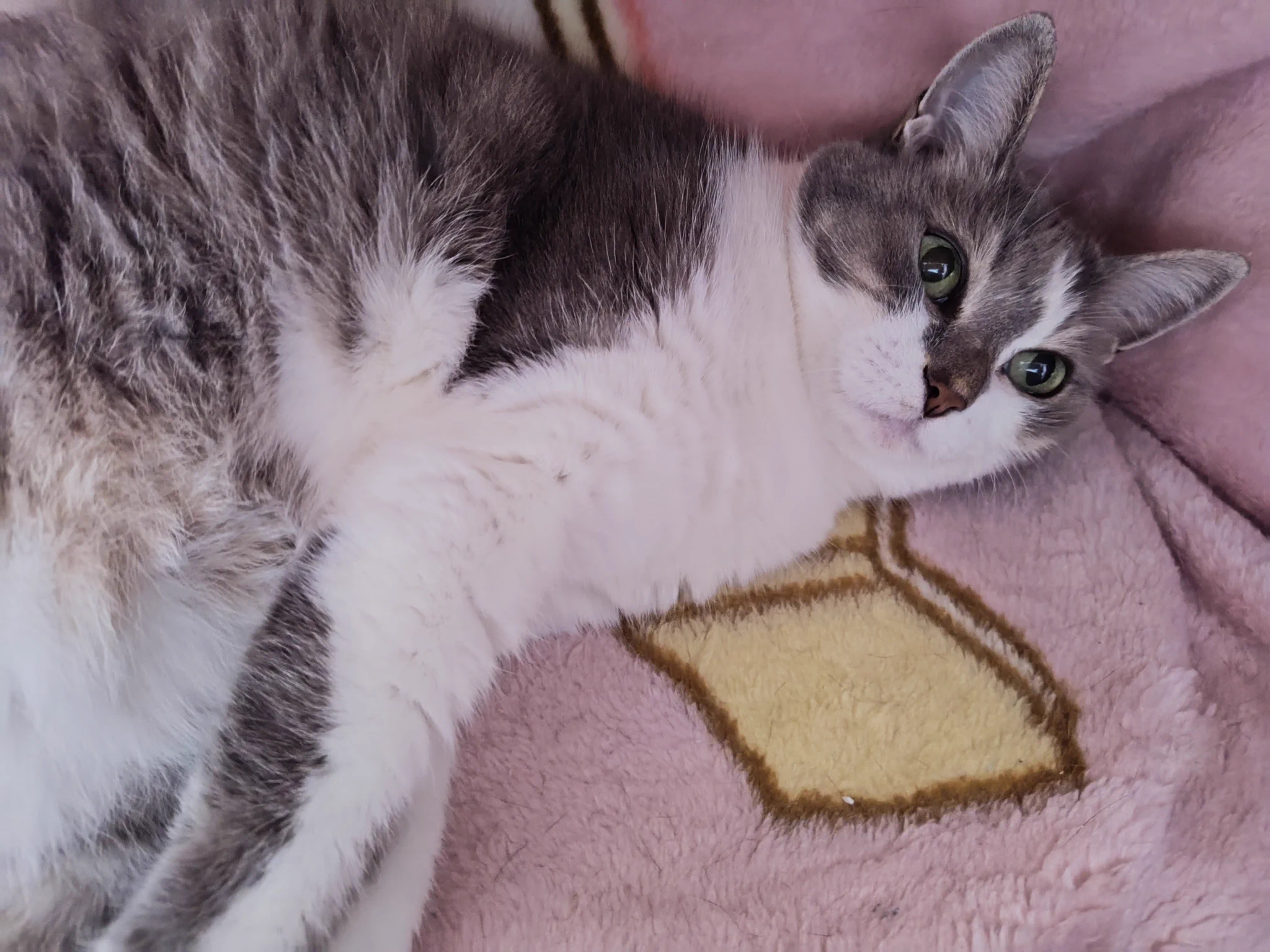 猫大好き22世 まみぃ on X: 
