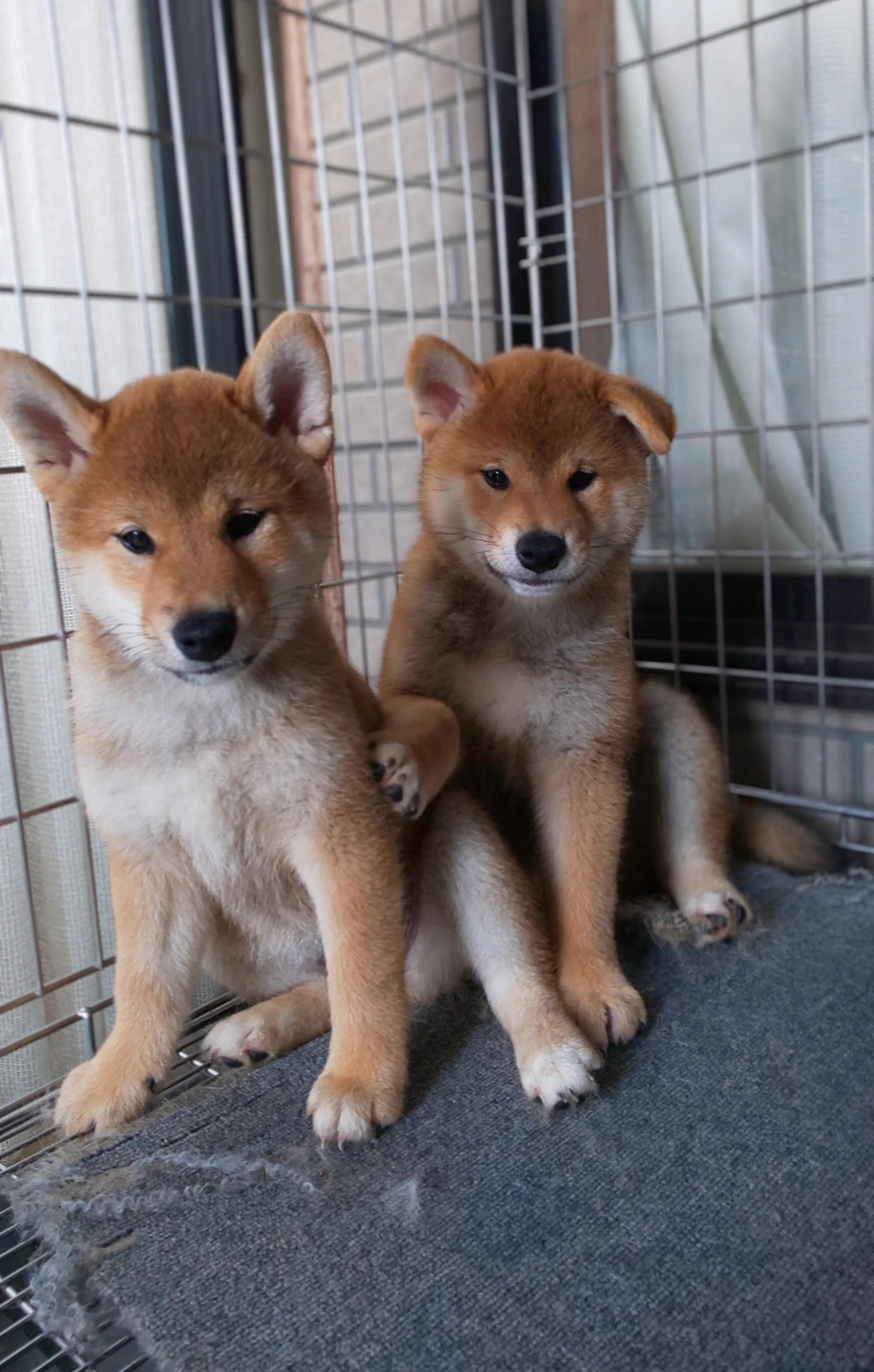 柴犬専門！海田犬舎（日本犬保存会） on X: 