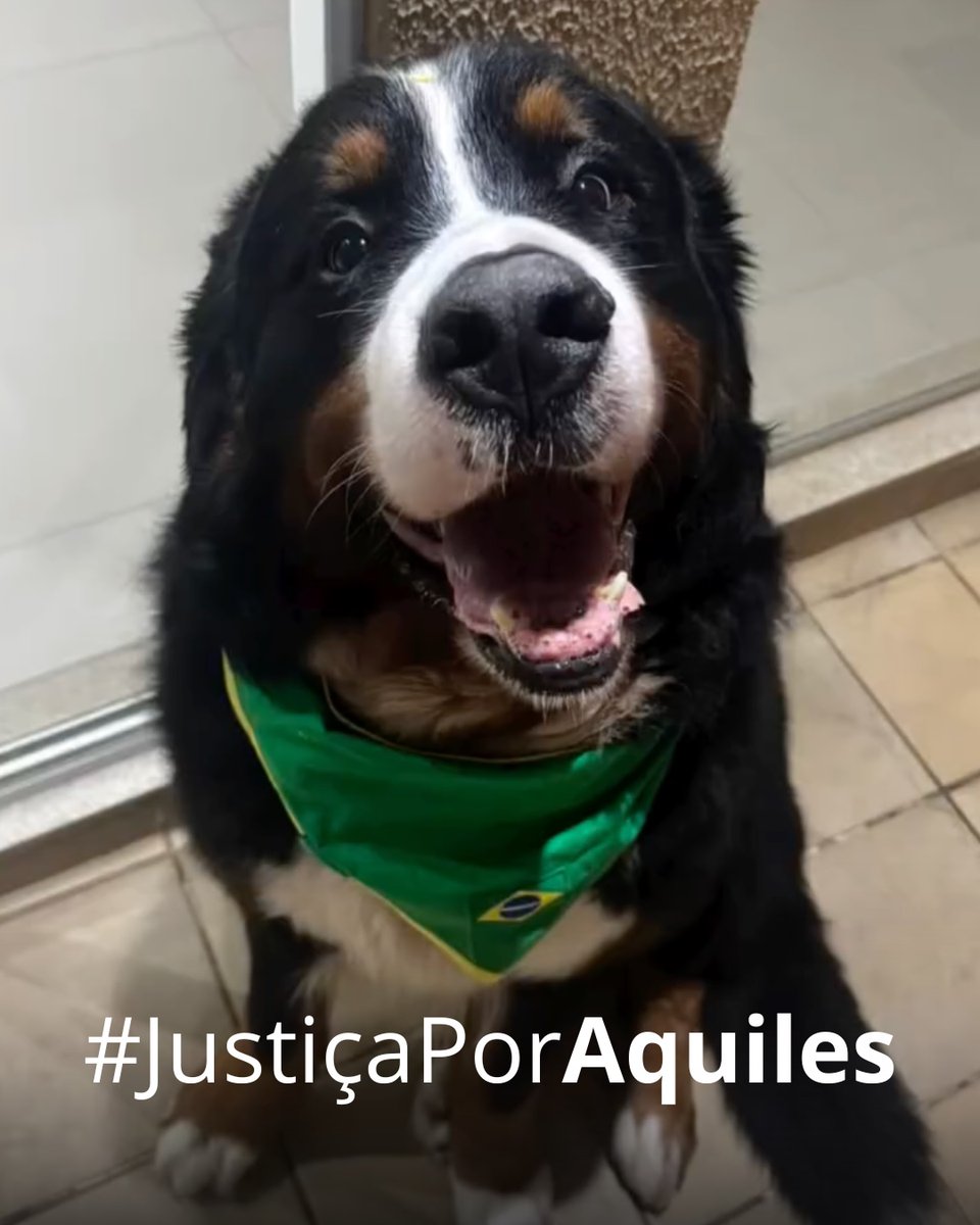 del_brunolima's tweet photo. 🚨 JUSTIÇA POR AQUILES! 

Estou em Araçatuba nesses dias e tomei conhecimento do caso do Aquiles, que morreu após sofrer um grave golpe de calor enquanto estava em uma creche para animais. https://t.co/7boKHVbUPc