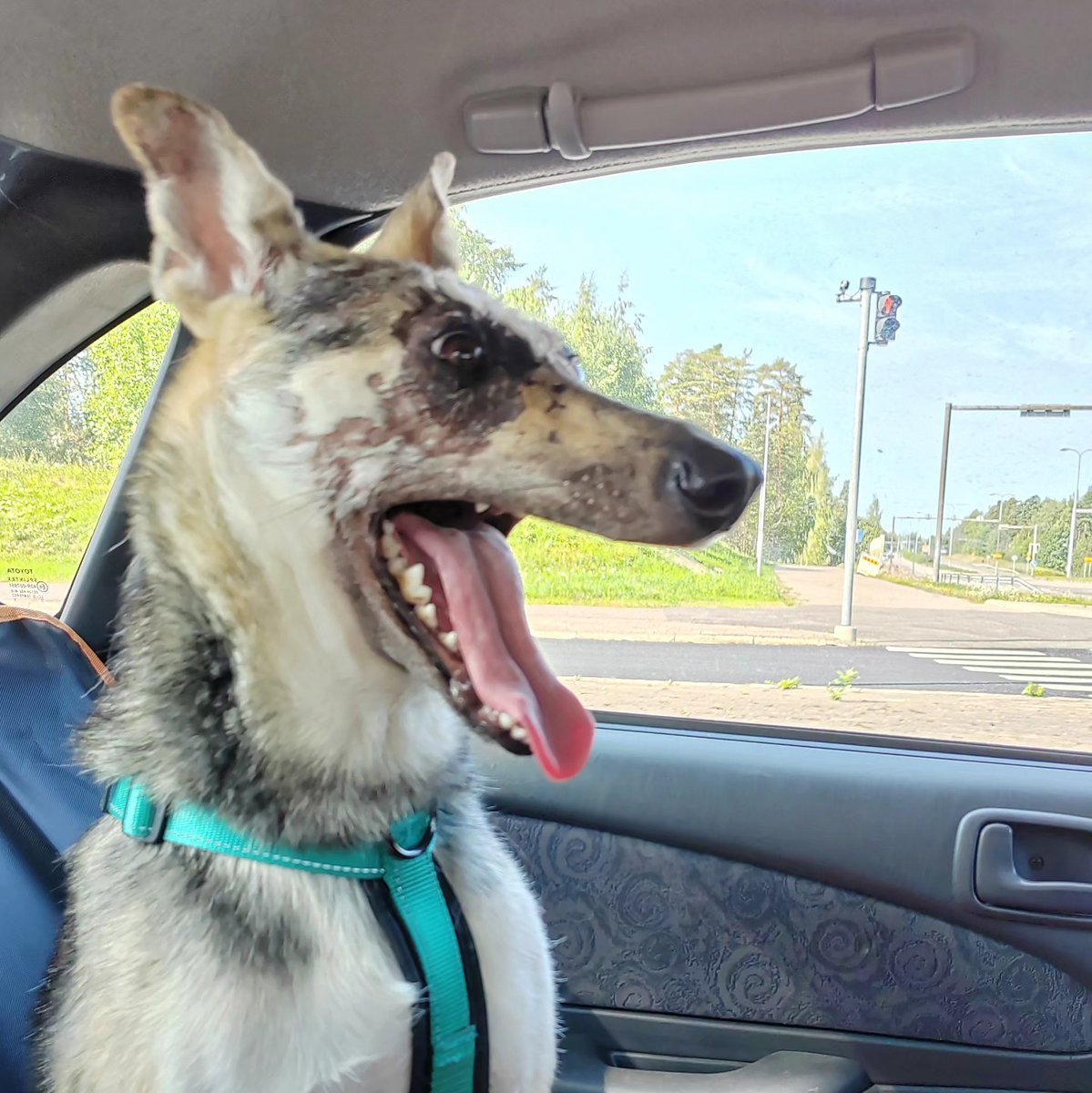 GrayceMayanlj's tweet photo. Yay, we’re heading to Grandpa’s again, and I get to ride in the car—couldn’t be better! https://t.co/Wvq1jkHdZo