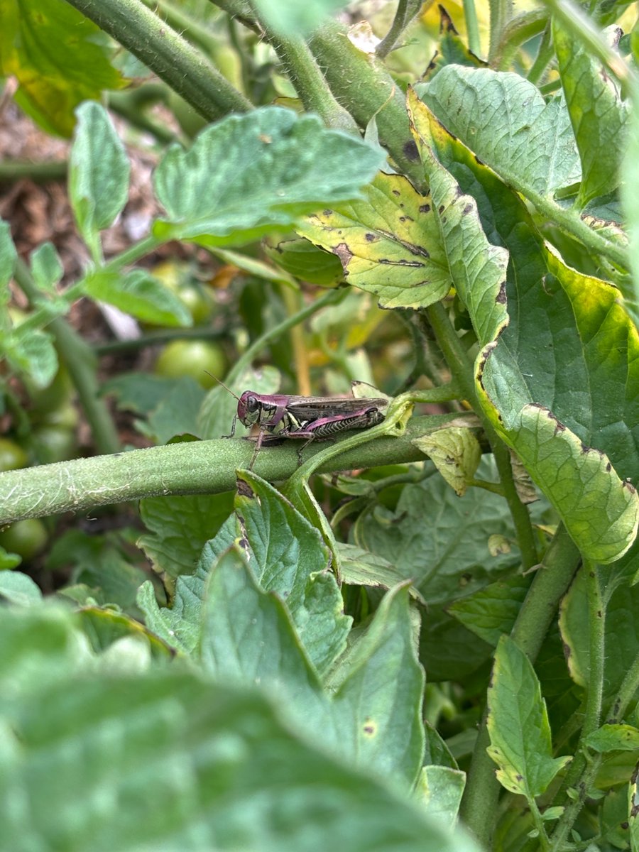 RickyTheLesbian's tweet photo. Why hello there, whimsy purple grasshopper https://t.co/bccc45Jpnn