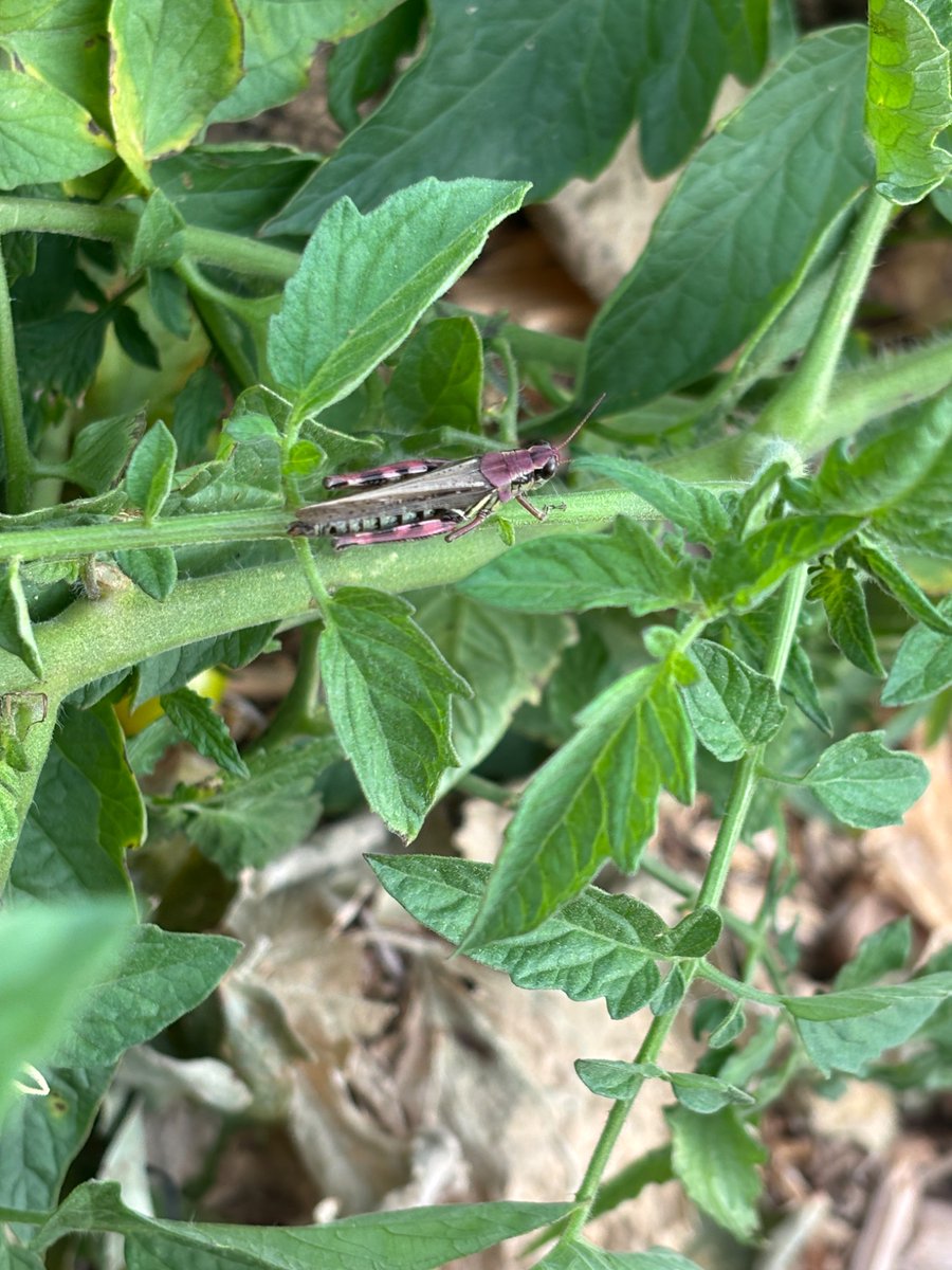 RickyTheLesbian's tweet photo. Why hello there, whimsy purple grasshopper https://t.co/bccc45Jpnn