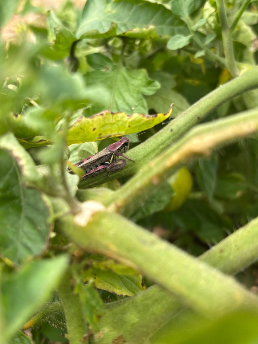 RickyTheLesbian's tweet photo. Why hello there, whimsy purple grasshopper https://t.co/bccc45Jpnn