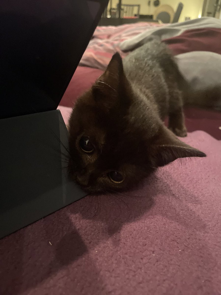 blackscats's tweet photo. https://t.co/ArLhmXwTxG