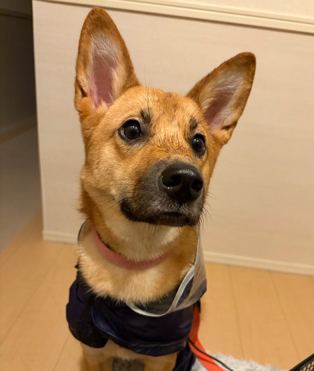 himemai1111's tweet photo. お散歩お疲れ様でした🐶☔️
日曜の朝5時半から雨の中
散歩してるの私達くらいだよ🤣
5時前から起こされました🥲笑

トイレもバッチリ👏🏻
#雑種犬ユメ #保護犬 #雑種犬 https://t.co/XWEmfV7iNW