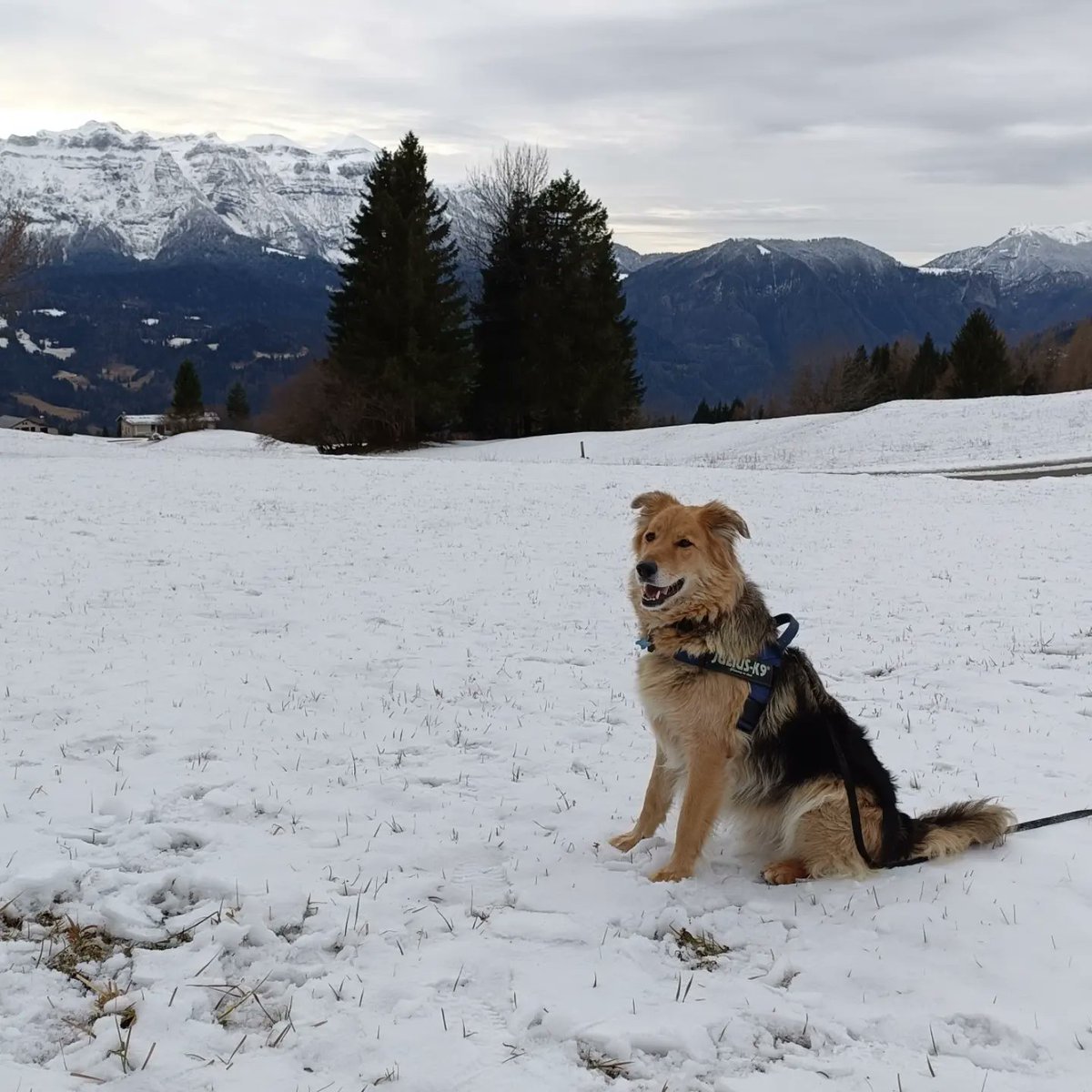 MarkusBrabant's tweet photo. Hello, my old friend. I’ve missed you! ” — what Poldo must be thinking as he sees the snow. “What the hell is this? Get me home now! ” — what Ninja said loud and clear when we arrived. https://t.co/5y7I0D37OO