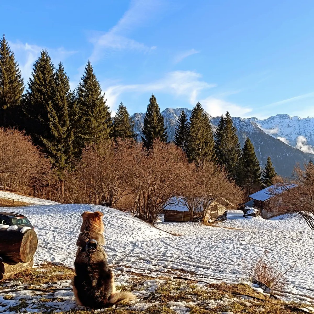MarkusBrabant's tweet photo. Hello, my old friend. I’ve missed you! ” — what Poldo must be thinking as he sees the snow. “What the hell is this? Get me home now! ” — what Ninja said loud and clear when we arrived. https://t.co/5y7I0D37OO