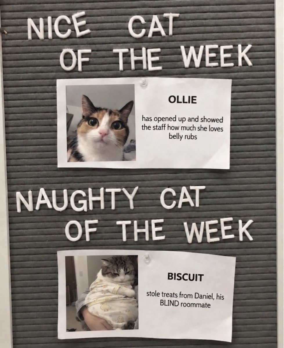 hardcatmemes's tweet photo. https://t.co/8E1Rga5Q8R