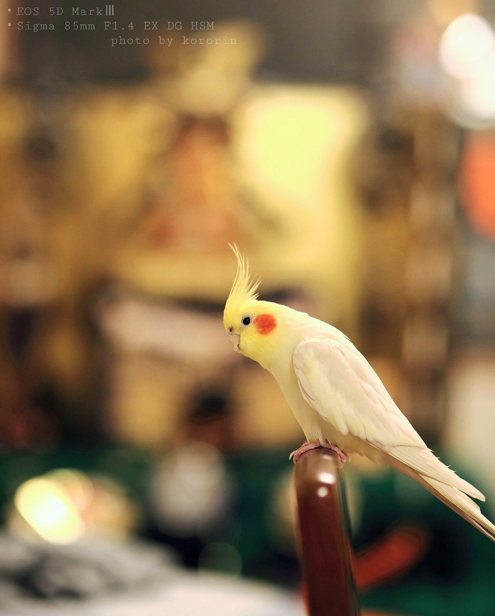 green_time_go's tweet photo. おはようございます☀年のせいか放鳥時は本棚の隙間でじっとしてる🦜ついに両親と同世代（少し年上）🤡たまに実家に帰った時俺の声を聞いたらわざわざ出ててきて肩に止まって離れない。その時糞もされるけどそれすら愛おしい🦜💕小さな体だけど17年目…これからもよろしくね🍀https://t.co/7mMHGcebrL https://t.co/epPzOPclFq